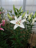 [5380 Meriva 2N VZ No02.JPG]